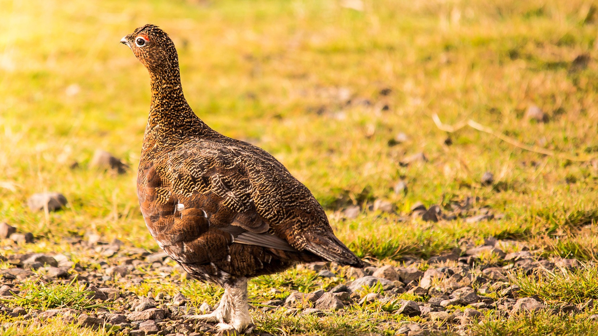birds eye view general licences bpca wild justice Wild Justice is currently in a battle with shooting groups over driven grouse hunting